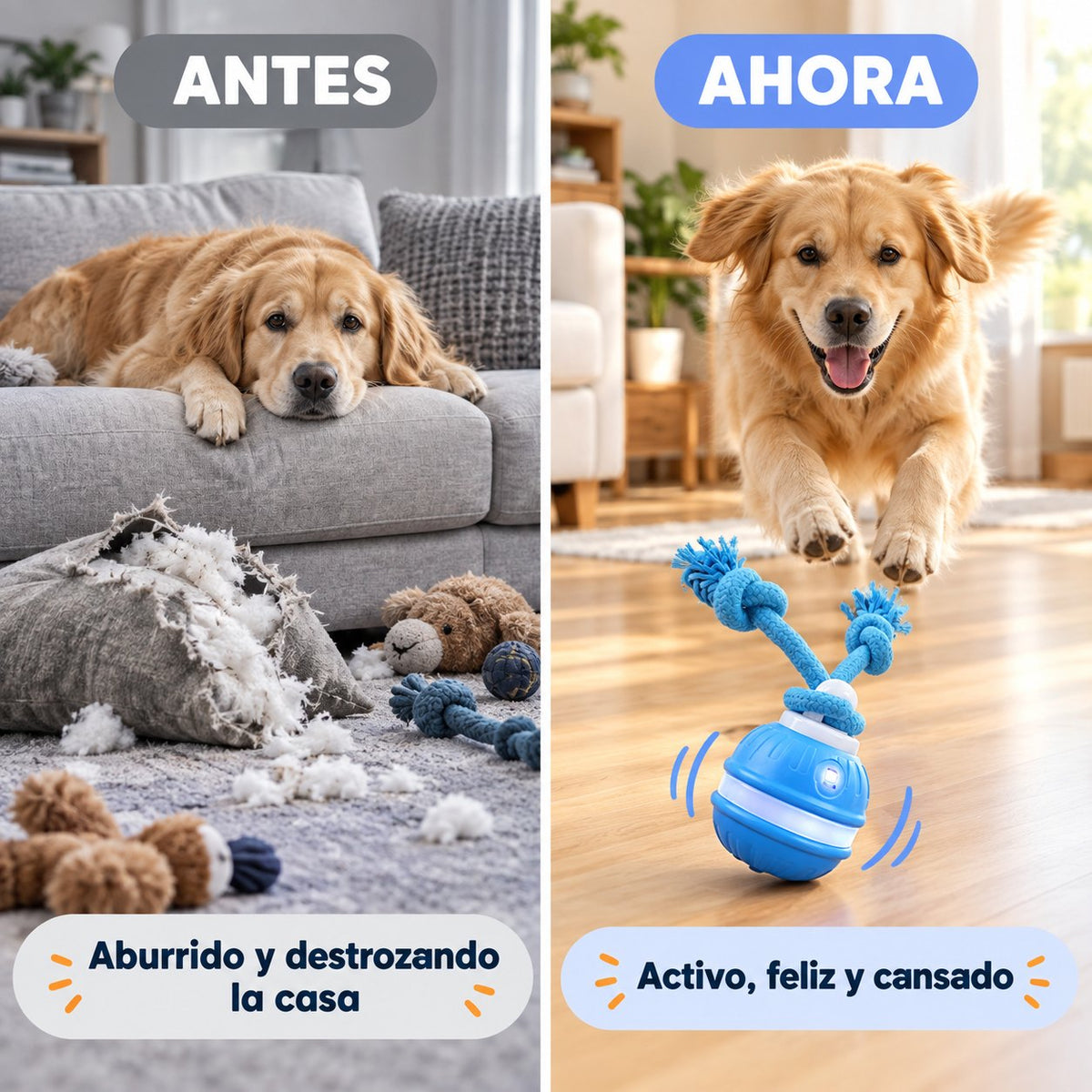 Antes aburrido y destrozando la casa, ahora activo y feliz persiguiendo la Pelota Cazadora