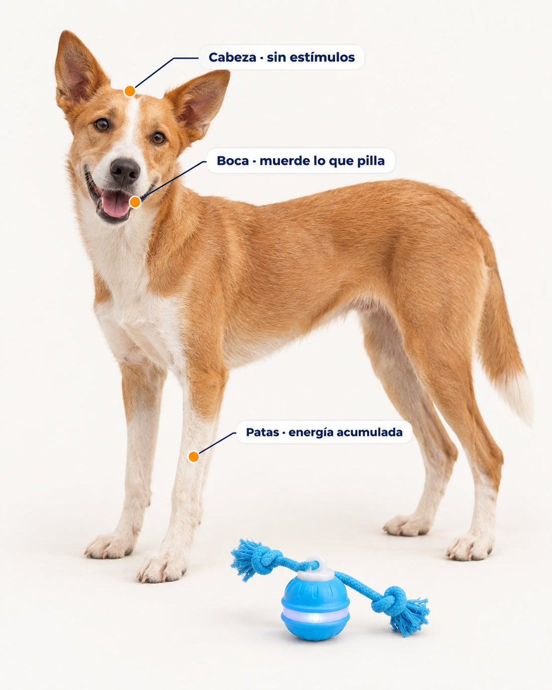 Perro con energía acumulada junto a la Pelota Cazadora